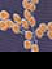 Рубашка US Polo модель G082SZ004.000.1459695.VR212 Фото