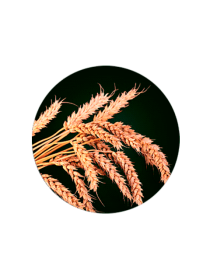 Кондиционер против выпадения волос Rene Furterer модель 539624 Фото