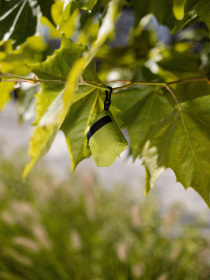 Екосумка Levitate модель Eco bag "OCEAN" Фото