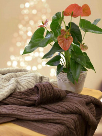 Плед на ліжко SOFT коси Латте Прованс модель 323280 Плед на ліжко SOFT коси Латте Прованс модель 323280 Фото