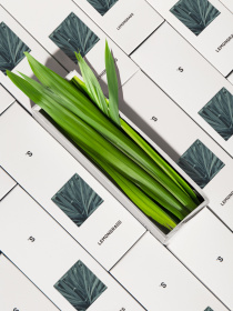 Аромат для дома Лемонграсс Sister’s Aroma модель 4820227782208 Аромат для дома Лемонграсс Sister’s Aroma модель 4820227782208 Фото