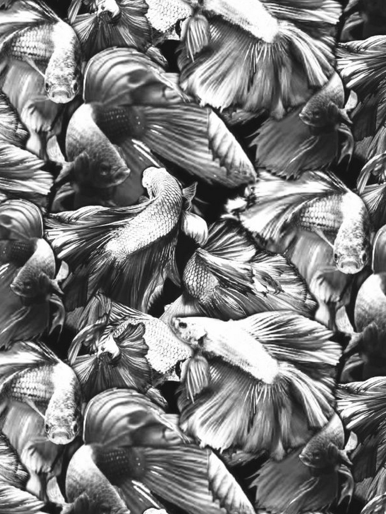 Плавки Geronimo модель 2026b2_Grey Фото