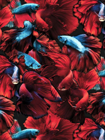 Плавки Geronimo модель 2026b2_Red Плавки Geronimo модель 2026b2_Red Фото