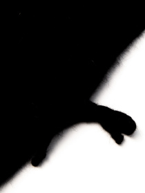 Шапки та кепки LuckyLOOK Billie модель 2933534237063 Фото