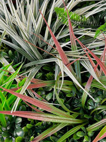 Фитокартина"Галактика", 50 см Engard модель FP-49 Фото