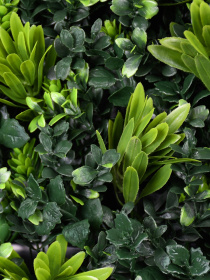 Декоративное зеленое покрытие-фитостена "Патио микс" Engard модель GCK-18 Фото