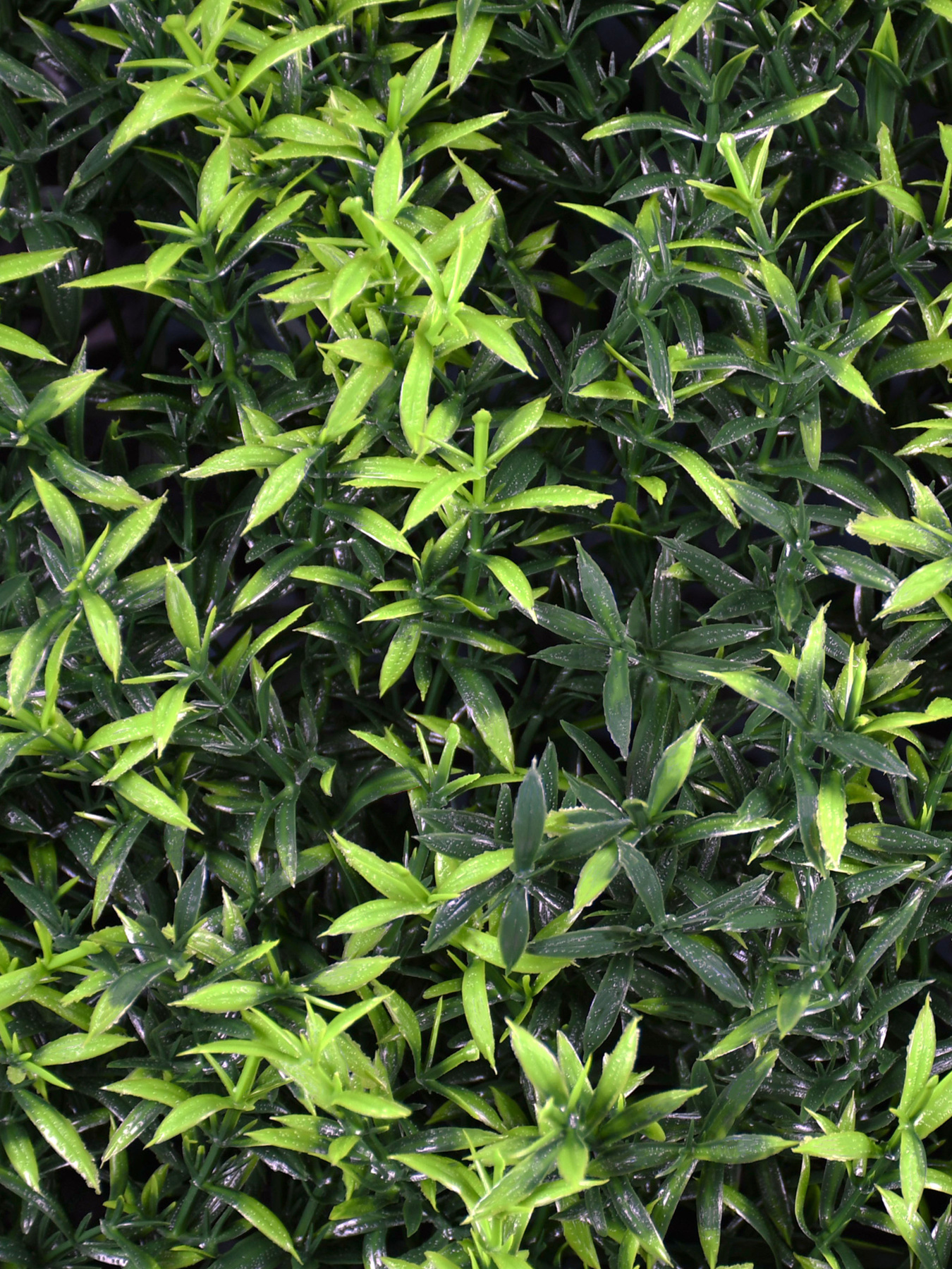 Декоративное зеленое покрытие-фитостена "Розмарин" Engard модель GCK-31 Фото