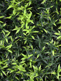 Декоративное зеленое покрытие-фитостена "Розмарин" Engard модель GCK-31 Фото