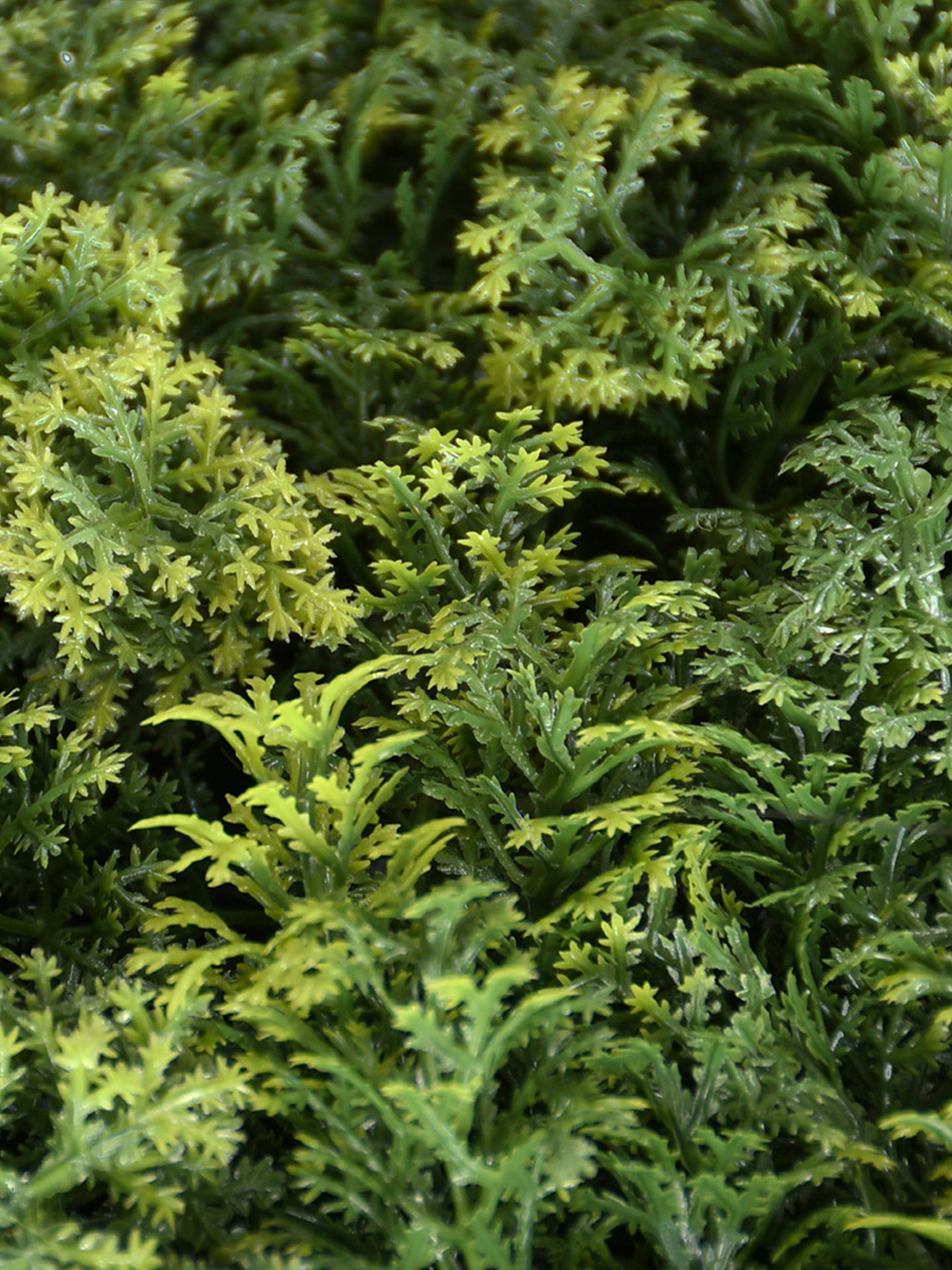 Декоративне зелене покриття-фітостіна "Мох" Engard модель GCK-14 Фото