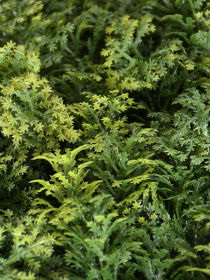 Декоративне зелене покриття-фітостіна "Мох" Engard модель GCK-14 Фото