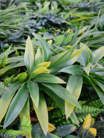 Декоративное зеленое покрытие-фитостена "Джунгли" Engard модель GCK-08 Фото