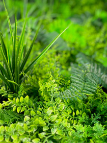 Декоративное зеленое покрытие-фитостена "Гринея" Engard модель GCK-29 Фото