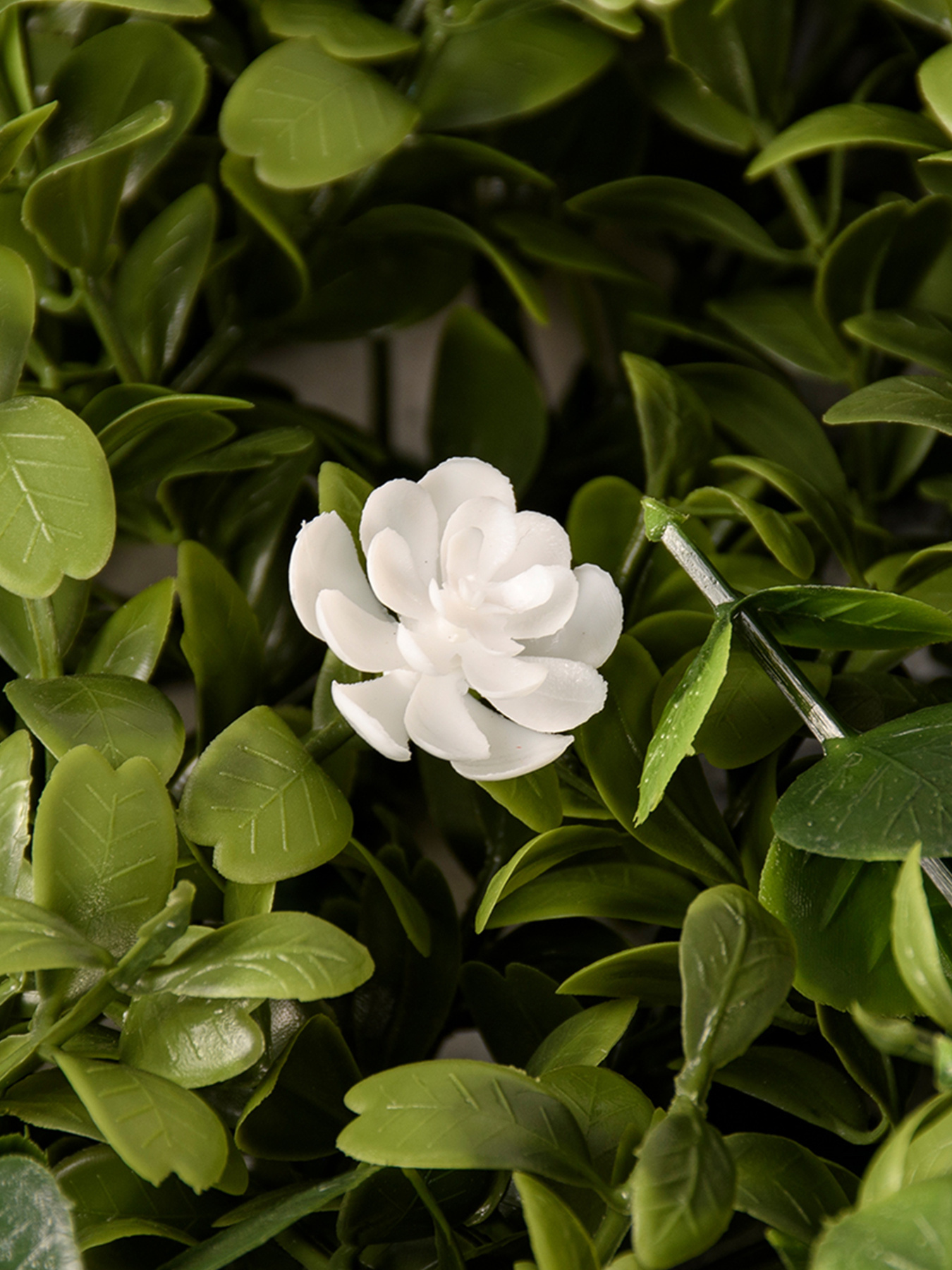 Декоративне зелене покриття-фітостіна "Astreya" Engard модель GCK-20 Фото