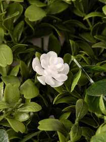 Декоративне зелене покриття-фітостіна "Astreya" Engard модель GCK-20 Фото