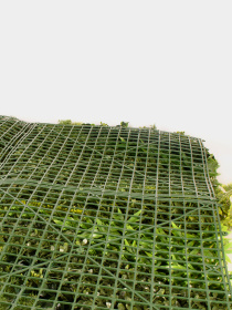 Декоративне зелене покриття-фітостіна "Astreya" Engard модель GCK-20 Фото