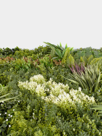 Декоративне зелене покриття-фітостіна "Afina" Engard модель GCK-21 Фото