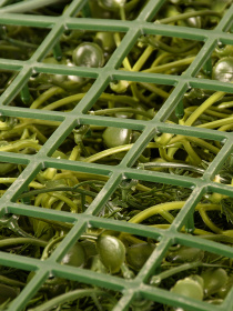 Декоративне зелене покриття-фітостіна "Afina" Engard модель GCK-21 Фото