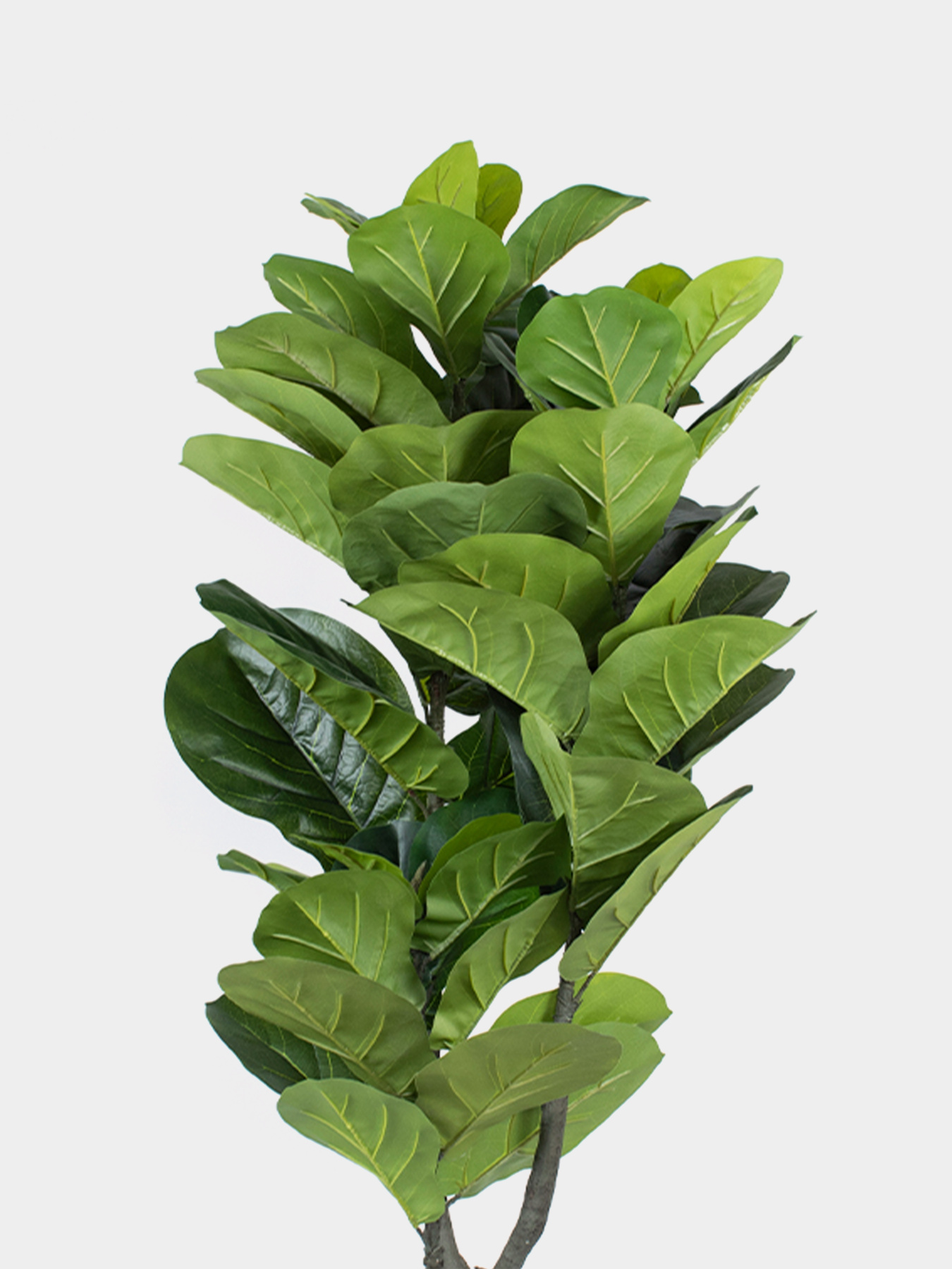 Штучна рослина "Fiddle" Engard модель TW-02 Фото