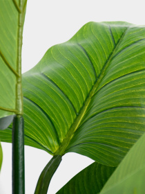 Искусственное растение "Philodendron" Engard модель TW-38 Фото