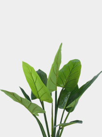 Искусственное растение "Philodendron" Engard модель TW-38 Фото