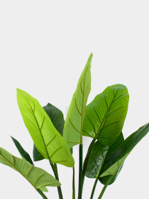 Штучна рослина "Philodendron" Engard модель TW-38 Фото