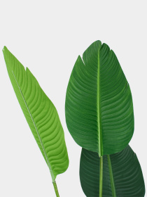 Искусственное растение "Banana Tree" Engard модель TW-09 Фото