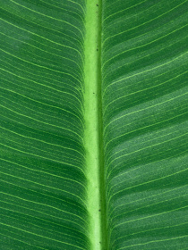 Штучна рослина "Banana Tree" Engard модель TW-09 Фото