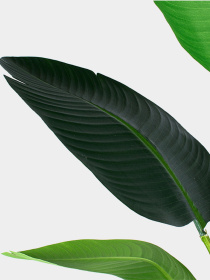 Штучна рослина "Banana Tree", 120 см Engard модель TW-24 Фото