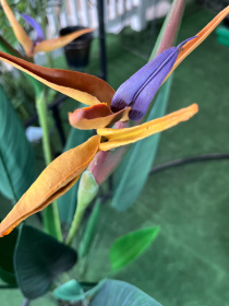 Искусственное растение "Strelitzia", 120 см Engard модель TW-25 Фото
