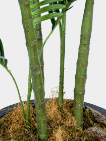 Штучна рослина "Palm Tree" Engard модель TW-29 Фото