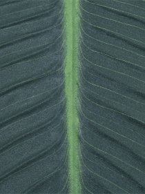 Искуственный лист "Banana Tree" Engard модель TW-52 Фото