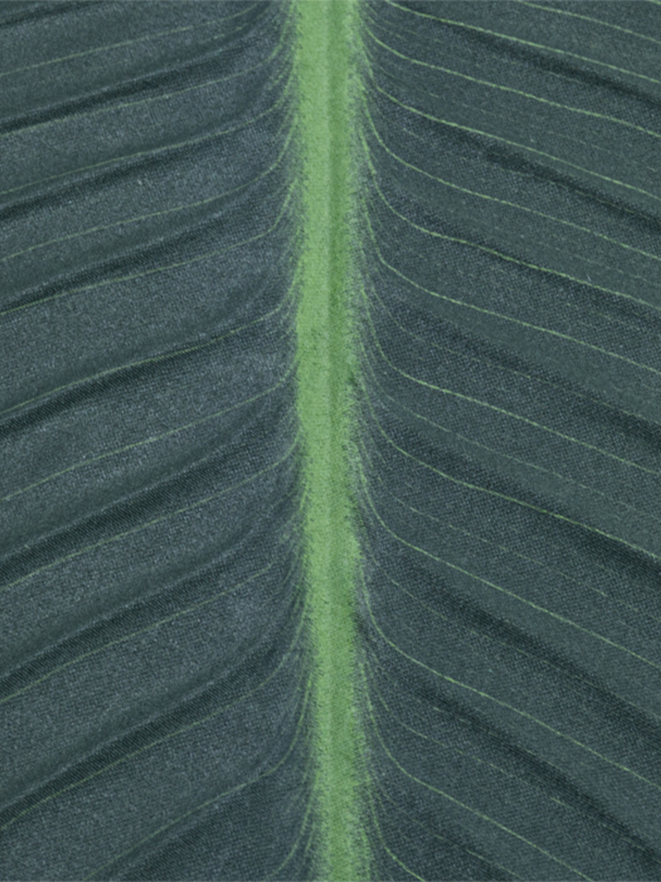 Штучне листя "Banana Tree" Engard модель TW-52 Фото