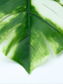 Искуственный лист "Monstera Alba" Engard модель TW-53 Фото