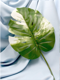 Искуственный лист "Monstera Alba", 78 см Engard модель TW-55 Фото