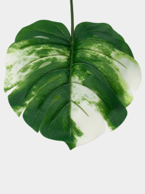 Штучне листя "Monstera Alba", 78 см Engard модель TW-55 Фото
