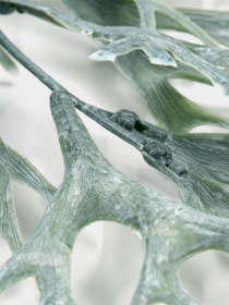 Искуственная ветка "Стегхорн" Engard модель TW-44 Фото