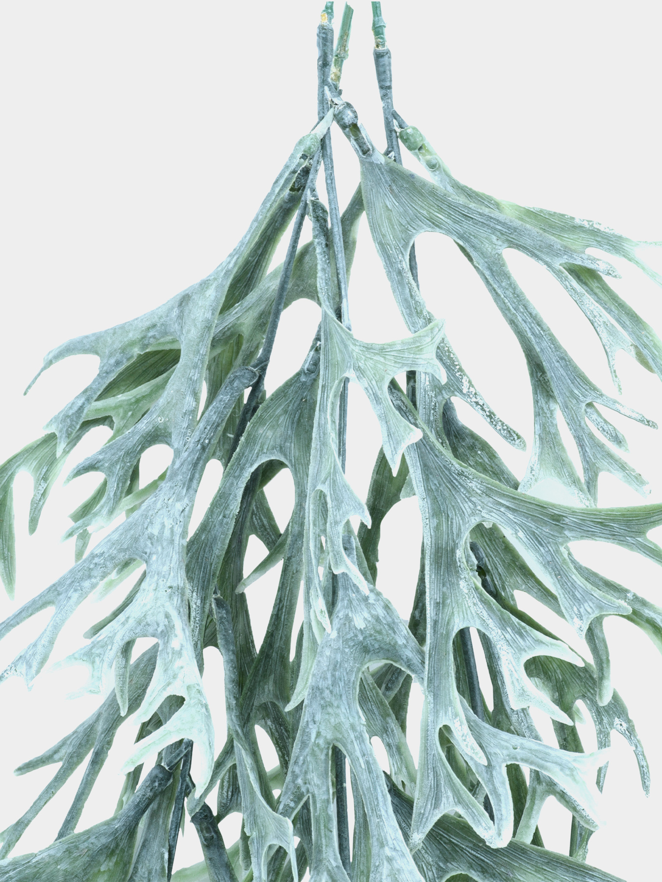 Штучна гілка "Стегхорн" Engard модель TW-44 Фото