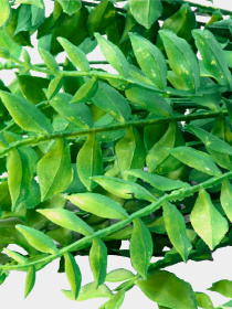 Искусственная ветка Engard модель TW-47 Фото