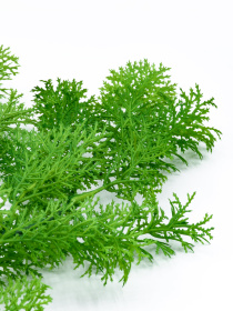 Искусственная ветка "Мох" Engard модель TW-31 Искусственная ветка "Мох" Engard модель TW-31 Фото