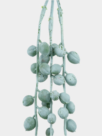 Штучна гілка "Хрестовник" Engard модель TW-49 Фото