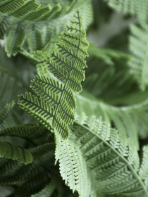 Искусственная ветка "Persian fern" Engard модель AV-01 Фото