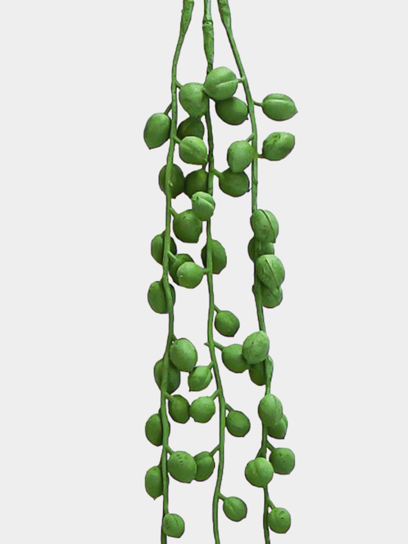 Штучна гілка "Крестовник", 72 cм Engard модель TW-34 Фото