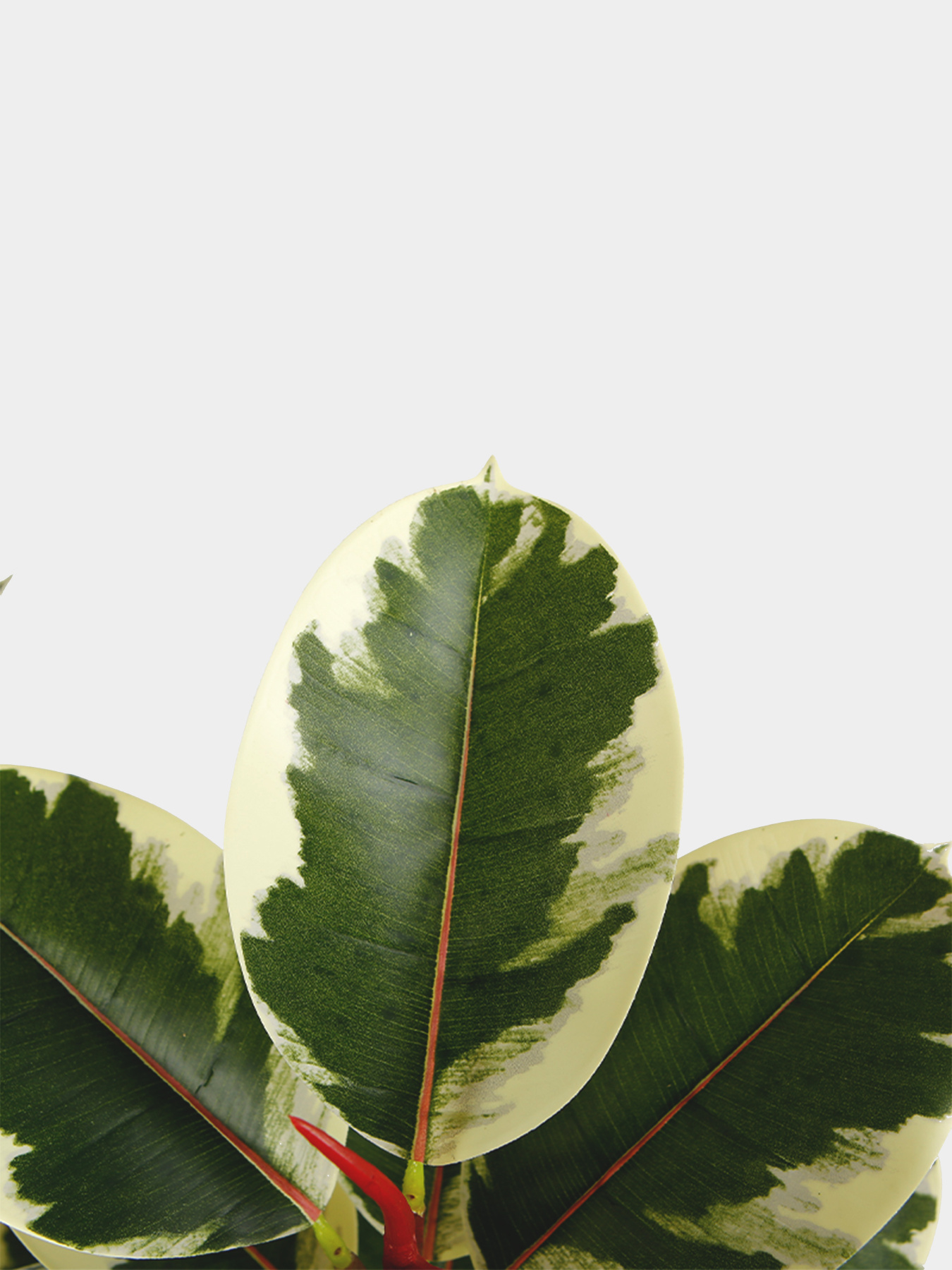 Штучна рослина "Фікус" Engard модель DW-05 Фото