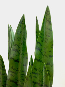 Искусственное растение "Sansevieria" Engard модель DW-10 Фото