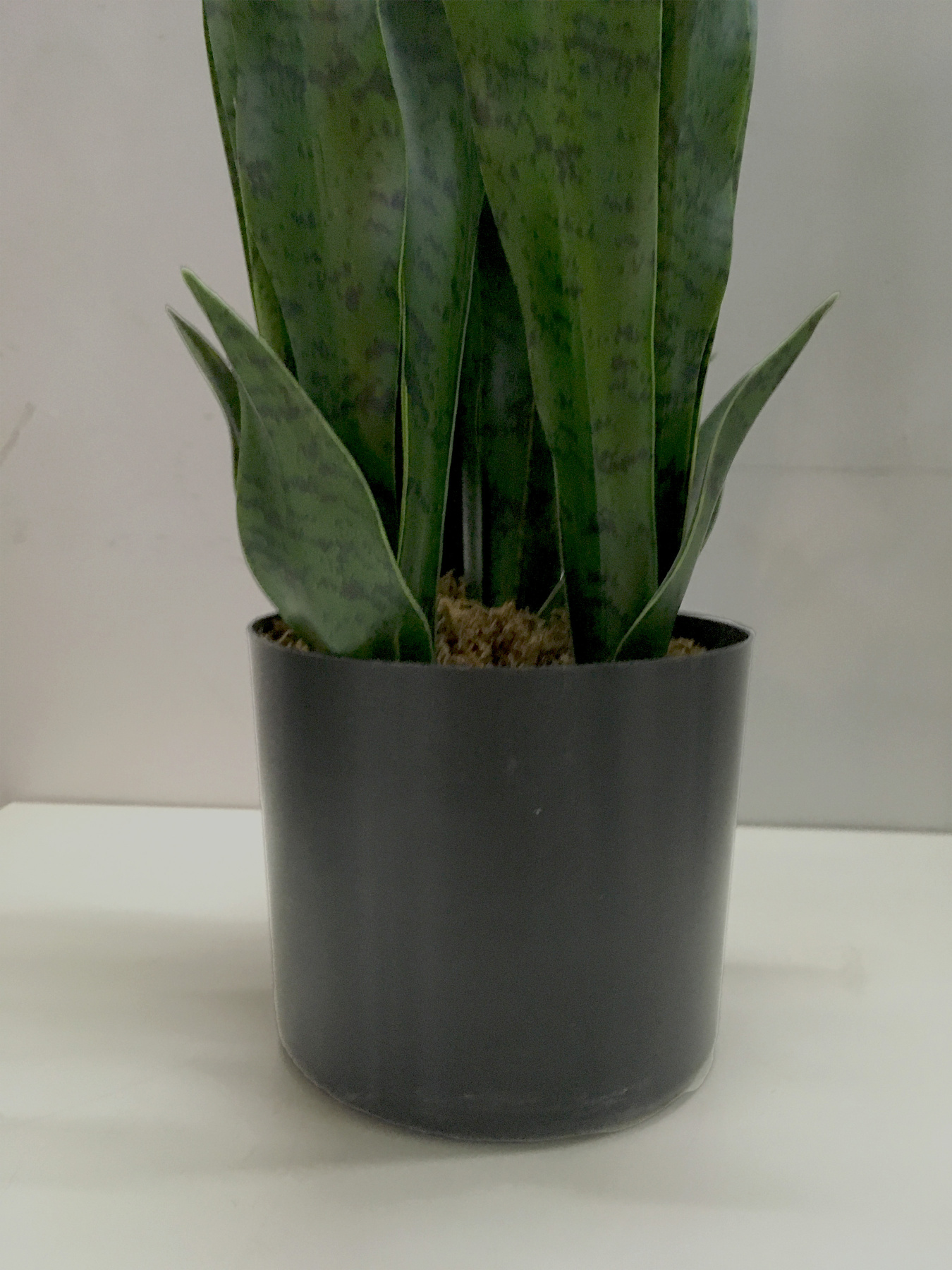 Штучна рослина "Sansevieria" Engard модель DW-10 Фото