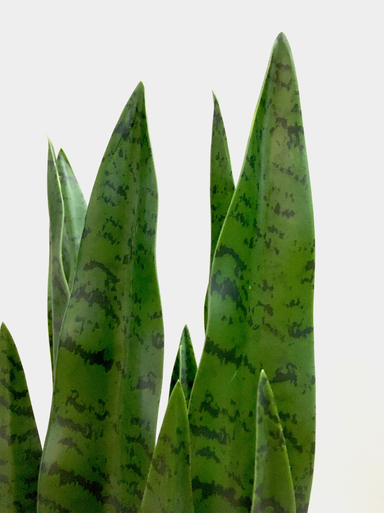 Штучна рослина "Sansevieria" Engard модель DW-10 Фото