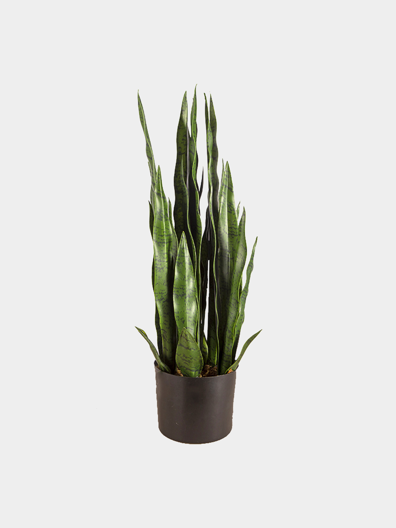 Штучна рослина "Sansevieria" Engard модель DW-10 Фото