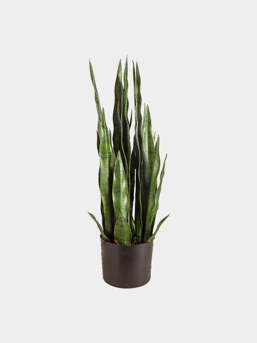 Штучна рослина "Sansevieria" Engard модель DW-10 Фото
