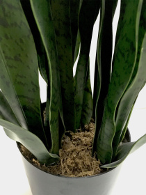 Штучна рослина "Sansevieria" Engard модель DW-10 Фото