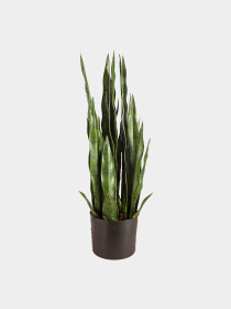Штучна рослина "Sansevieria" Engard модель DW-10 Фото